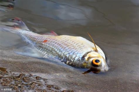 死掉的魚怎麼處理|魚缸里的魚死了，撈出來後，後面的程序你知道嗎？